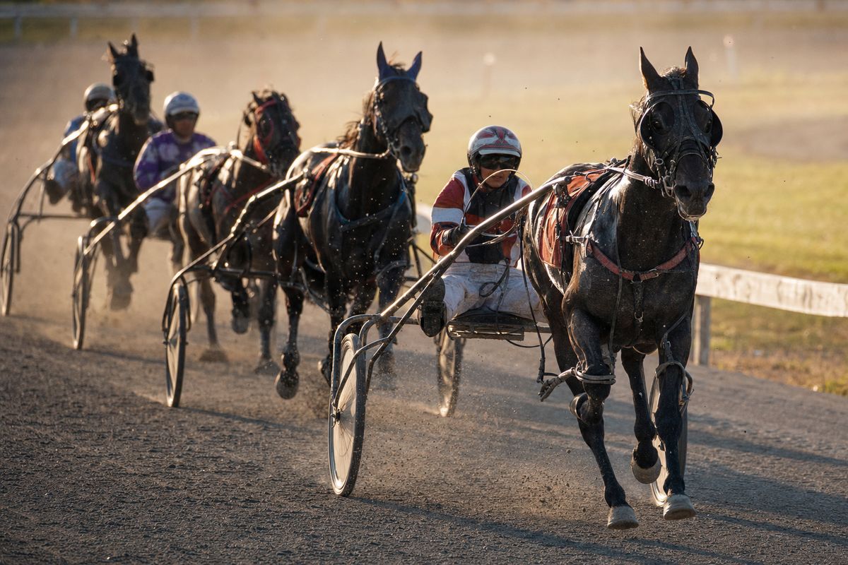 Four horse-and-sulky combinations driving down the stretch in late-afternoon sun, dust rising behind the wheels